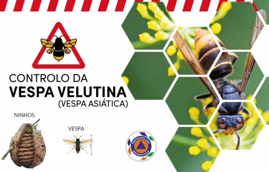 CONTROLO DA VESPA VELUTINA OU VESPA ASIÁTICA